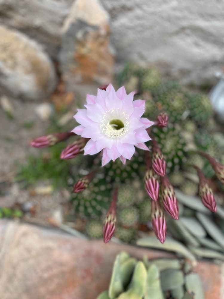 fleur