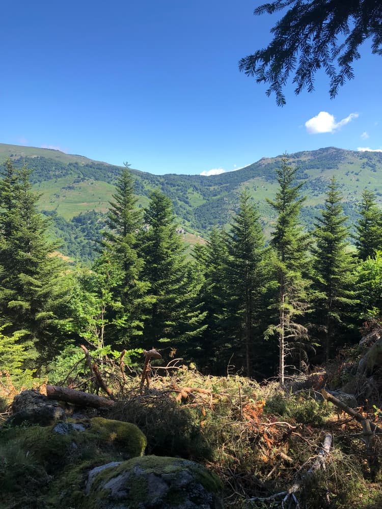 forêt donnant sur montagne